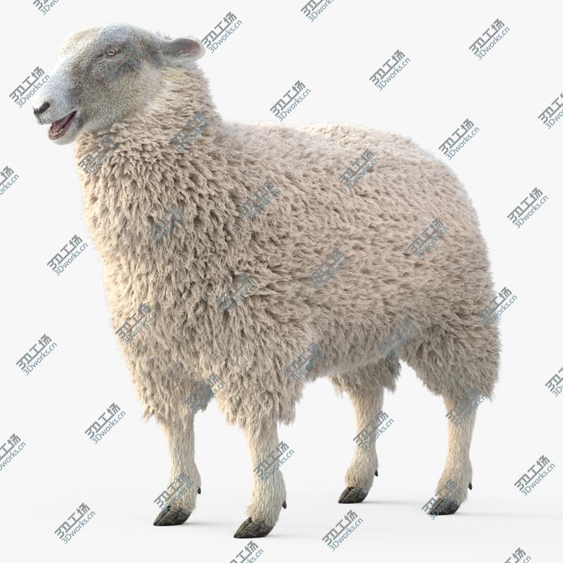 images/goods_img/202104021/3D model Sheep Adult/1.jpg